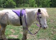 Turquoise Bareback Saddle with Stirrups S6239