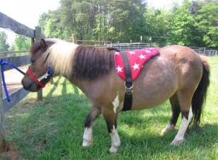 Turquoise Bareback Saddle with Stirrups S6239