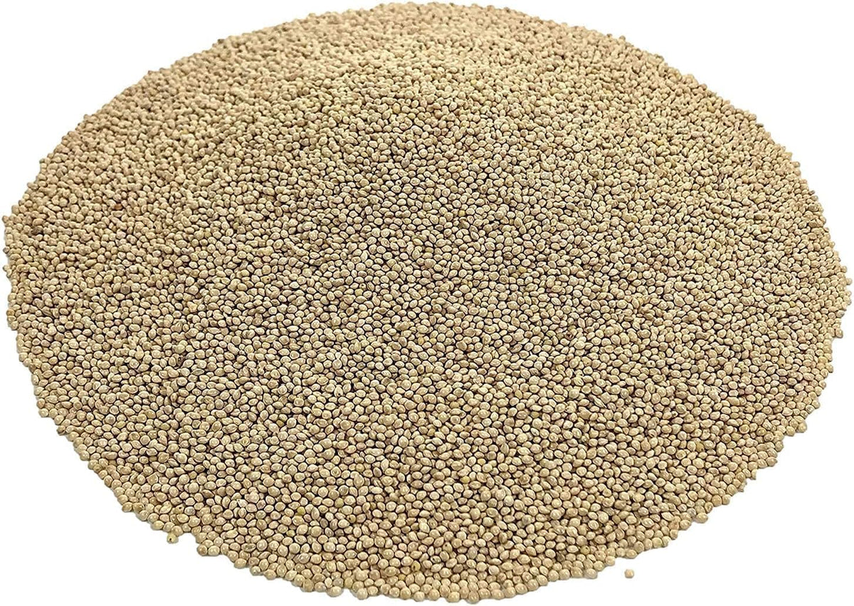 White Millet Proso Seeds 20 Pounds P97773